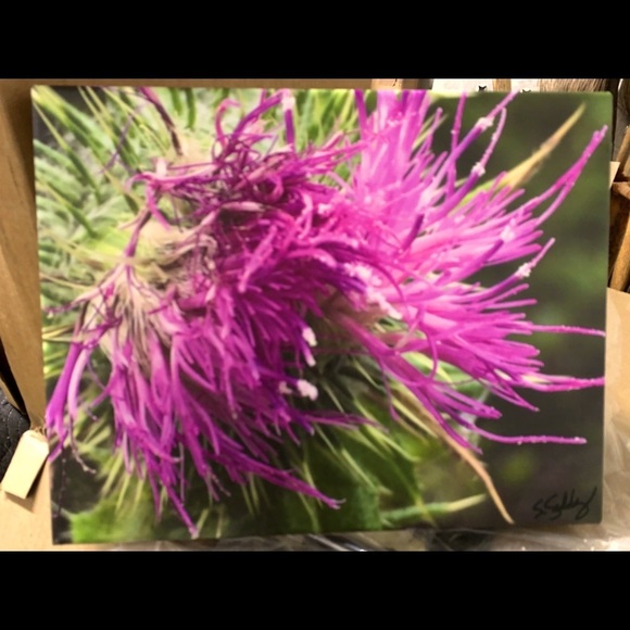MDJ008420_BL.jpg 11 x 14 Art print on canvas “Thistle”